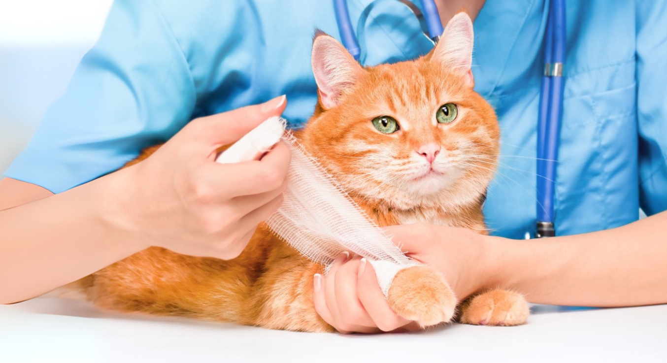 Katze bekommt Verband an der Pfote vom Tierarzt angelegt